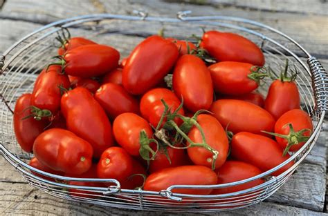 How To Grow Plum Tomatoes Full Guide