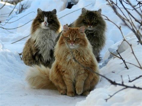 Some Facts About The Norwegian Forest Cat The Pet Of Vikings