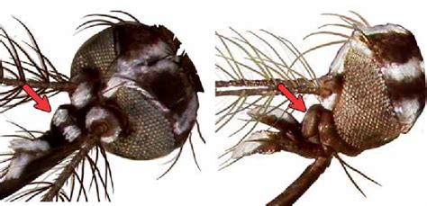 Aedes Stegomyia Aegypti Figure 51 Aedes Stegomyia Albopictus