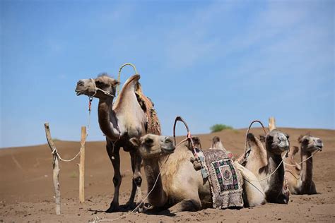 ¿los Camellos Realmente Guardan Agua En Sus Jorobas