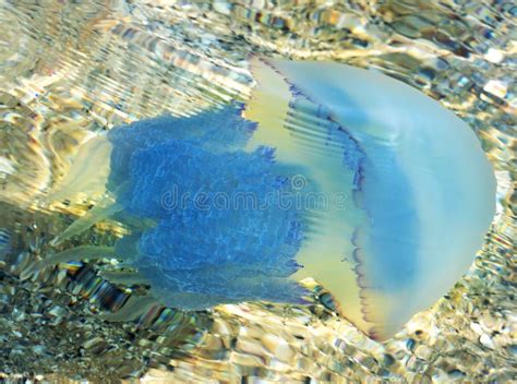 Jellyfish Rhizostomae Swim In Sea Stock Photo Image Of Bottom