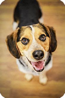 Maybe you would like to learn more about one of these? Ernie | Adopted Puppy | 000712 | Lake Odessa, MI | Beagle ...