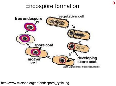 Ppt Bacterial Growth And Nutrition Powerpoint Presentation Free