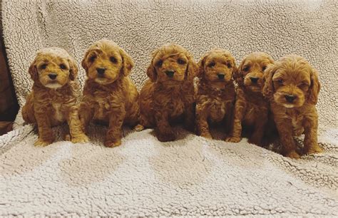 Find Your Perfect Cockapoo Puppy