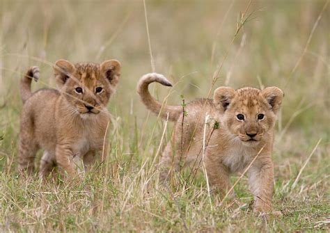 Two Lion Panthera Leo Cubs Walking Photograph By Paul Souders Fine
