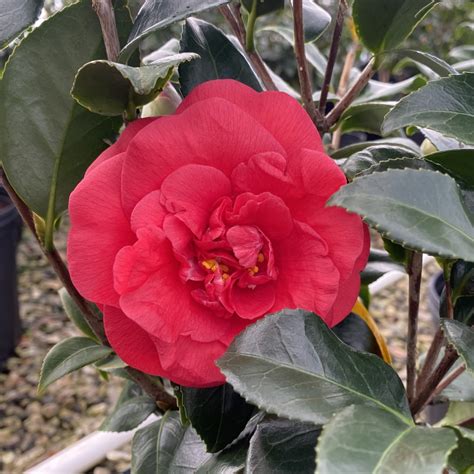 Camellia Japonica ‘rosehill Red Piedmont Carolina Nursery