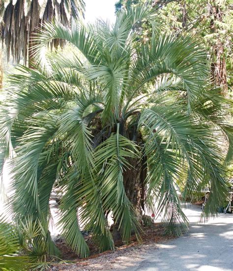 Pindo Palm Trees And Why You Should Own One