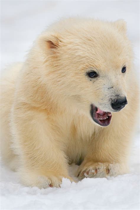 What In The World Is This Baby Polar Bear Chasing In His