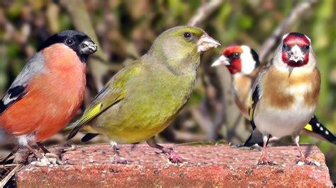 Garden Birds Videos For Cats And People To Watch Goldfinch