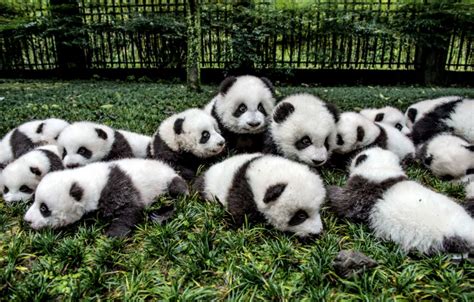 Panda Giant Photos Hd Wallpapers