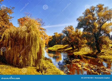 Magnificent Autumn Landscape By The River Weeping Willows Over The
