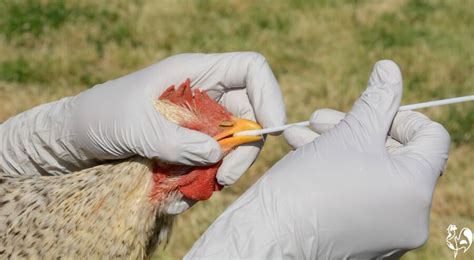 bird flu what is it and how can you protect your chickens tendig