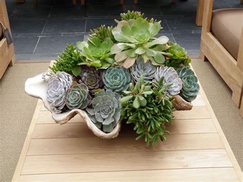 Shell Planter With Hens And Chicks Taken By Michele Nelson Hens And Chicks Shell Planter