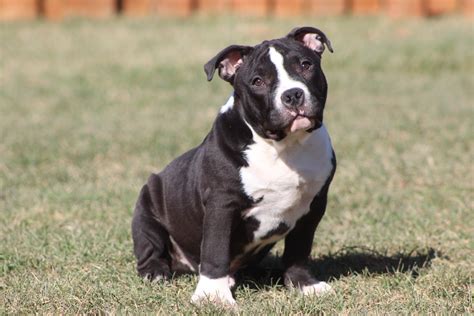 Cristal bully camp miss lalypop доставка. American Bully Puppies For Sale | Delaware, OH #182236
