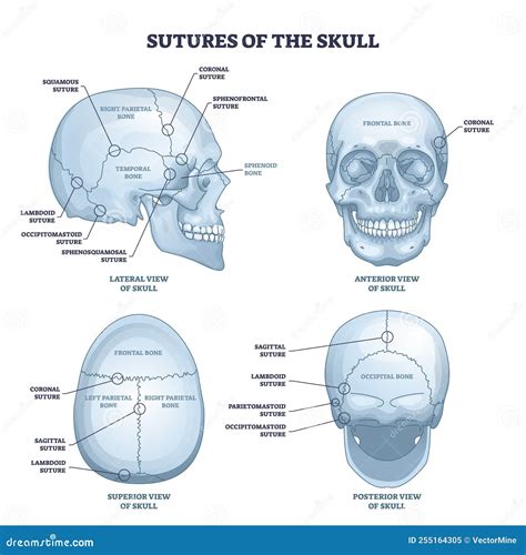 Sutures Of The Skull As Human Head Bone Medical Division Outline