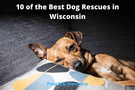 Notable Dog Rescues In Wisconsin Pooch And Harmony