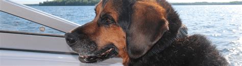 All domestic pets are welcome at secure pet transport. Shipping Dogs Across Country and Using Dog Ground ...