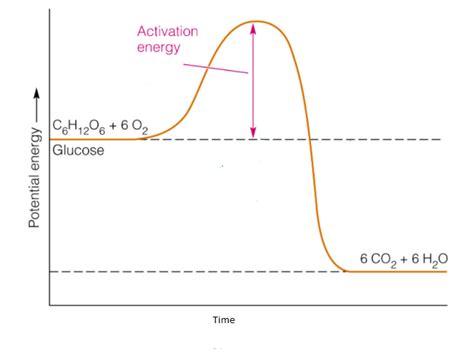 How Can I Represent An Exothermic Reaction In A Potential Energy Diagram