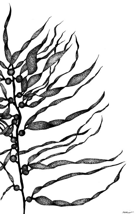 Kelp Forest Drawing At Getdrawings Free Download