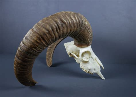 Alpine Mouflon Ram Horns And Skull Ahs54 Antlers Horns And Skulls