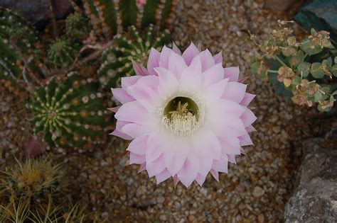 Echinopsis Eyriesii Queen Of The Forest