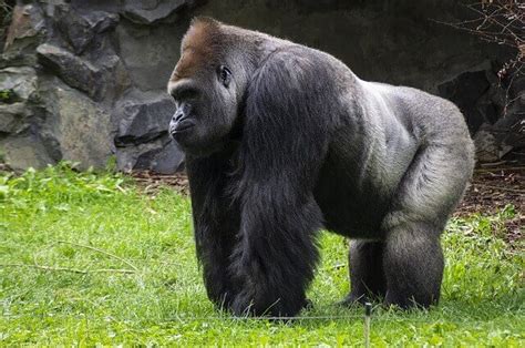 Gorilas Características Subespecies Hábitat Reproducción