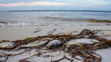 Red Tide Bloom Worsens In Panama City Beach Florida