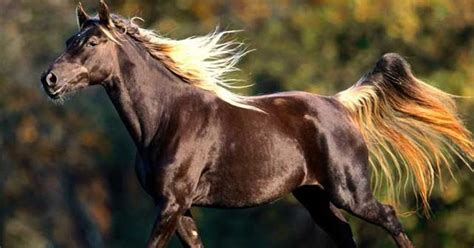 aspiring equestrian rocky mountain horse