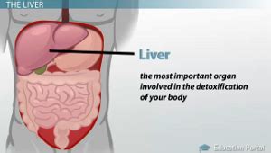 Liver diagram this post displays liver diagram. Gross Anatomy of the Urinary System - Video & Lesson Transcript | Study.com