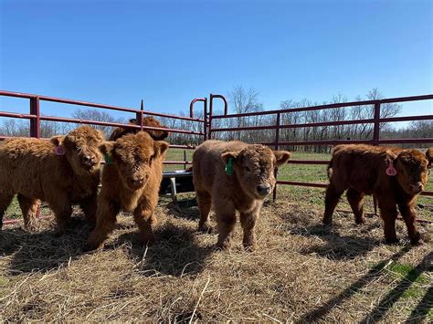 Kentucky Farm Lets You Hug Fluffy Scottish Highland Cows