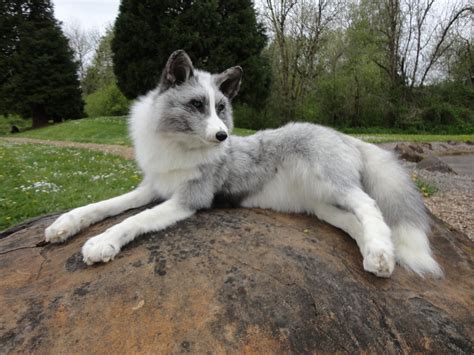 Do Canadian Marble Cats Or Canadian Husky Cats Exist Kitty Devotees