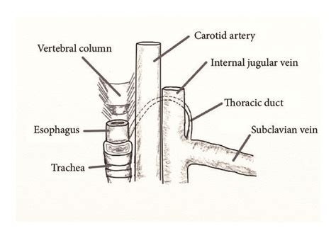 Cervical Course Of The Thoracic Duct The Thoracic Duct Enters The Neck