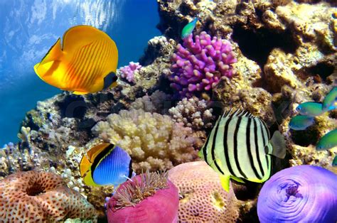 Coral Reef And Tropical Fishes In Red Sea Stock Image Colourbox