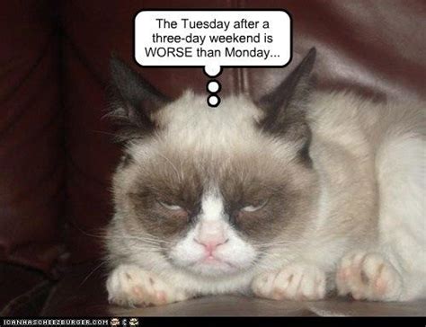 Tuesday After A Long Weekend Grumpy Cat Images Grumpy Cat Humor