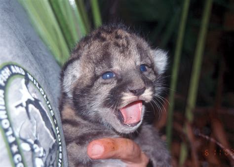 Florida Panther Kitten Fp110kitten Florida Panther Kitten Flickr