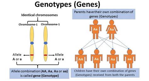 Genotype Definition Characteristics Explanation And Examples Biology Brain