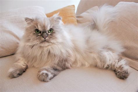The calculator assumes that both parents are carriers. The Persian cat: the world's most aristocratic feline
