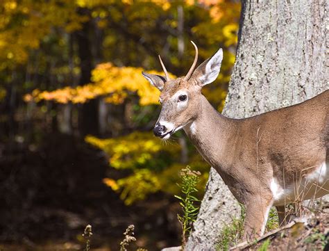 Spike Buck Eckman Road0006 Deer Dfbphotos Flickr