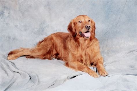 Rare Golden Retriever Red