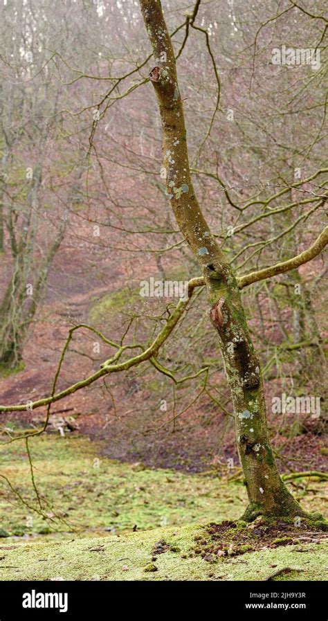 Leafless Tree In Green Background Hi Res Stock Photography And Images