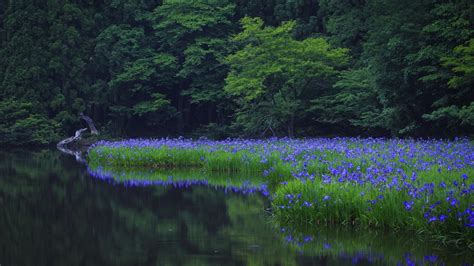 Fond Décran Paysage Forêt Lac La Nature Champ Fleurs Bleues
