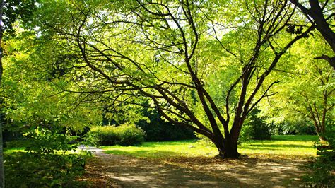 1920x1080 1920x1080 Summer Park Plants Earth Leaves Nature Tree