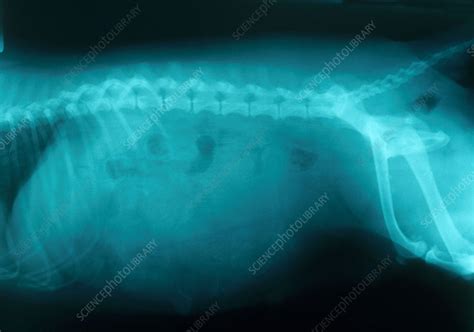 Pregnant Chihuahua X Ray