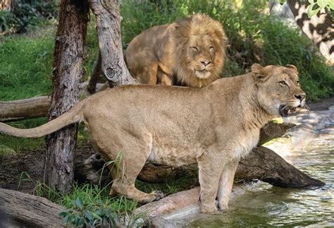 Learn Your Lions San Diego Zoo Wildlife Alliance Stories