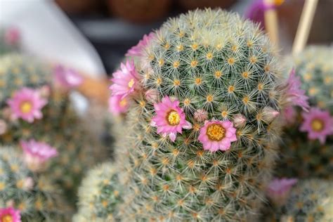 Los cactus y suculentas son una de las plantas que más variedades