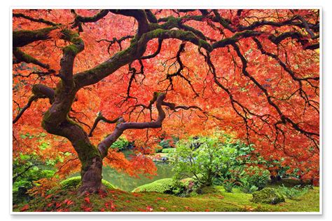 Japanese Maple Print By Don Paulson Posterlounge