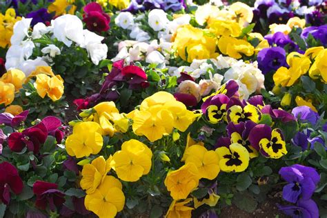 Pansy Varieties For The Garden Common Types Of Pansies And Their