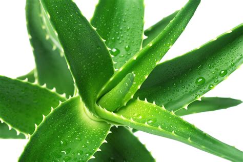 Blog From Mundanat Aloe Vera Very Useful Medicinal Plant