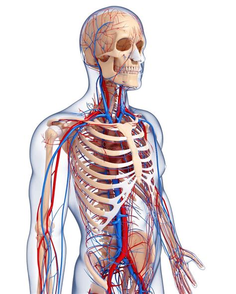 Anatomia Del Sistema Circolatorio Del Corpo Maschio Illustrazione Di