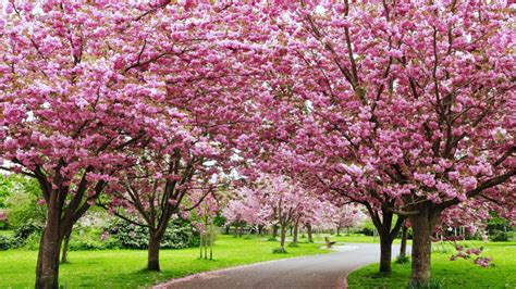 Shillong Is Hosting Indias Own Cherry Blossom Festival Cherry